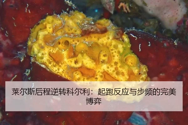 lai-er-si-hou-cheng-ni-zhuan-ke-er-li-qi-pao-fan-ying-yu-bu-pin-de-wan-mei-bo-yi-2-559.jpg